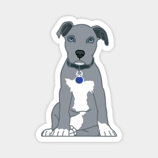 Pitbull Grey Staffordshire Terrier Magnet
