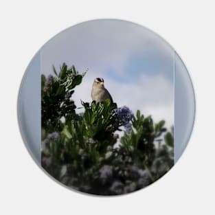 White crowned sparrow in a blue blossom Ceanothus Thyrsiflorus bush 4 Pin