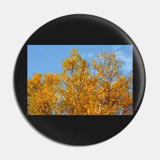 Aspen in Autumn Pin