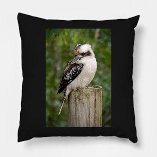 Kookaburra Strikes A Pose Pillow