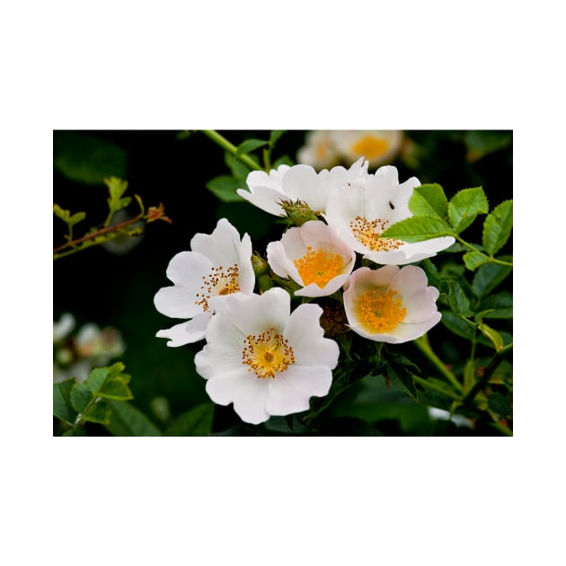 English Wild Flowers - Dog Rose by Violaman