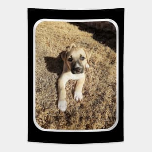 Puppy Curtness overload Tapestry