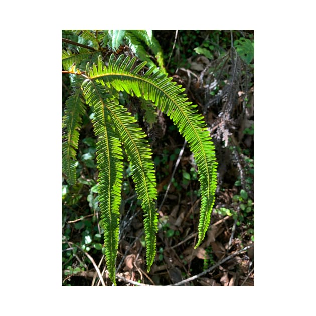 Fern by TerraDumont