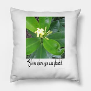 Bloom Where You Are Planted Pillow