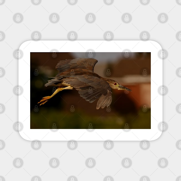 Juvenile  Night heron Magnet by Jim Cumming