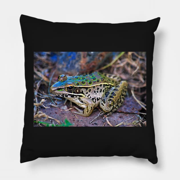 Backyard Frog (2) Pillow by michaelasamples