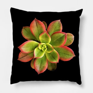 Aeonium Kiwi Pillow