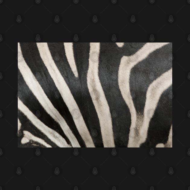 Zebra Print 2 by clearviewstock