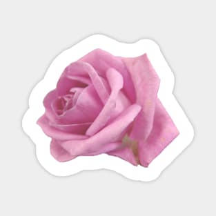 Pink rose Magnet