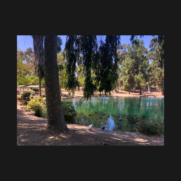 Southern California desert pond oasis by offdutyplaces