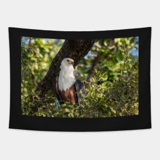 African Fish Eagle, Chobe River, Botswana Tapestry