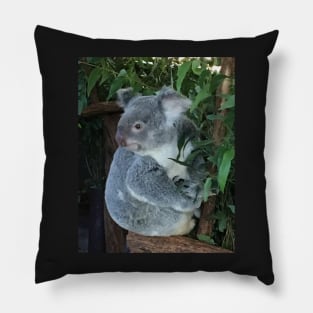 Australian Koala Pillow