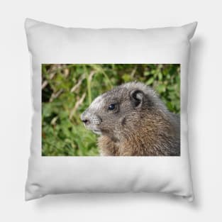 Young hoary marmot Pillow