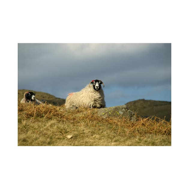 Swaledales by StephenJSmith