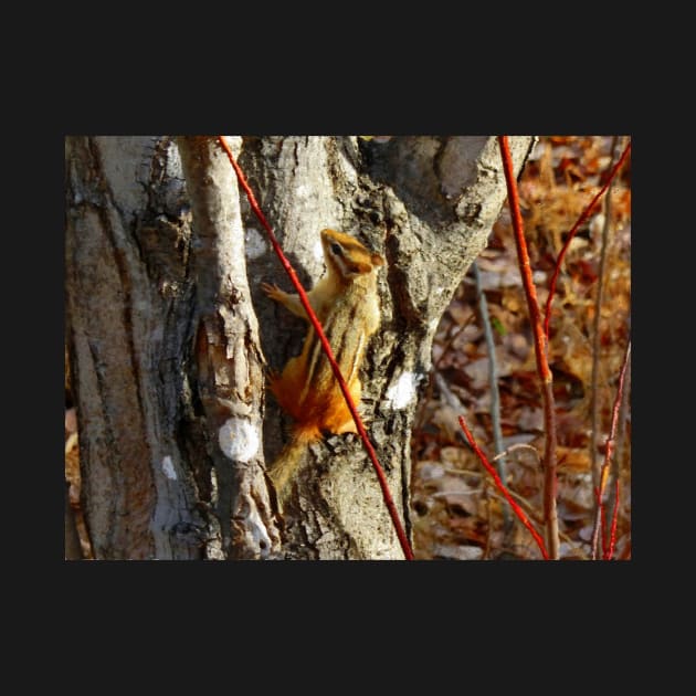 Chipmunk Climbing a Tree by Griffelkinn