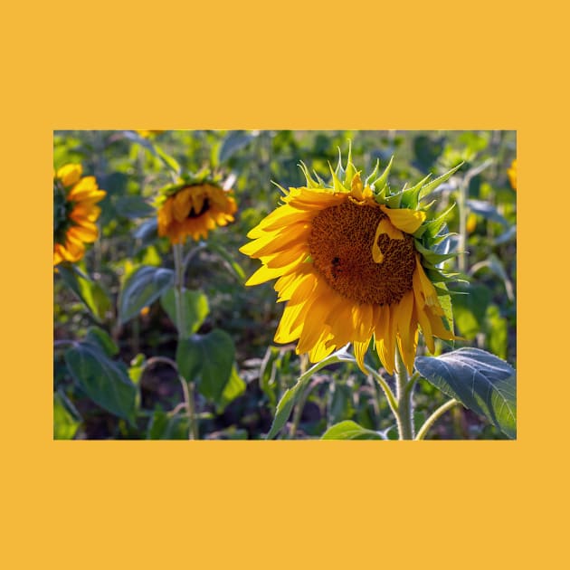 Sunflowers blooming in a field by iyd39