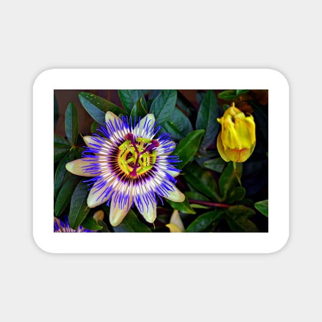 Passion Flower Summer Flowering Plant Magnet by AndyEvansPhotos