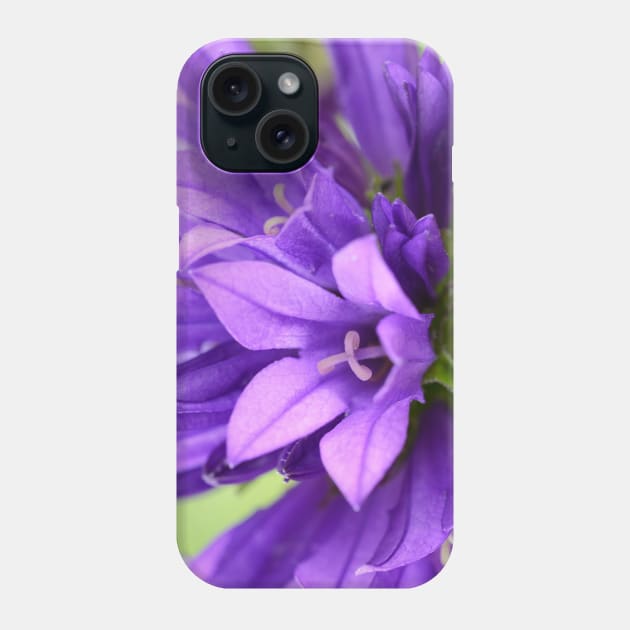 Campanula glomerata  Clustered bellflower Phone Case by chrisburrows