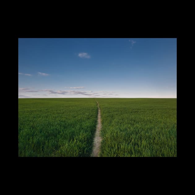 footpath piercing a wheat field by psychoshadow