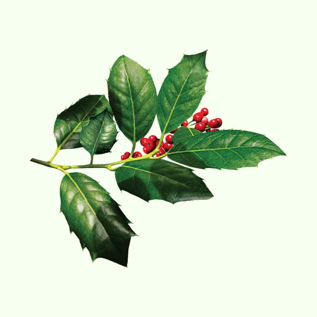 Sprig of Holly by SusanSavad