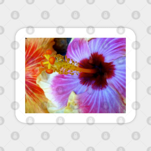 Tropical Hibiscus Magnet by jennyleeandjim