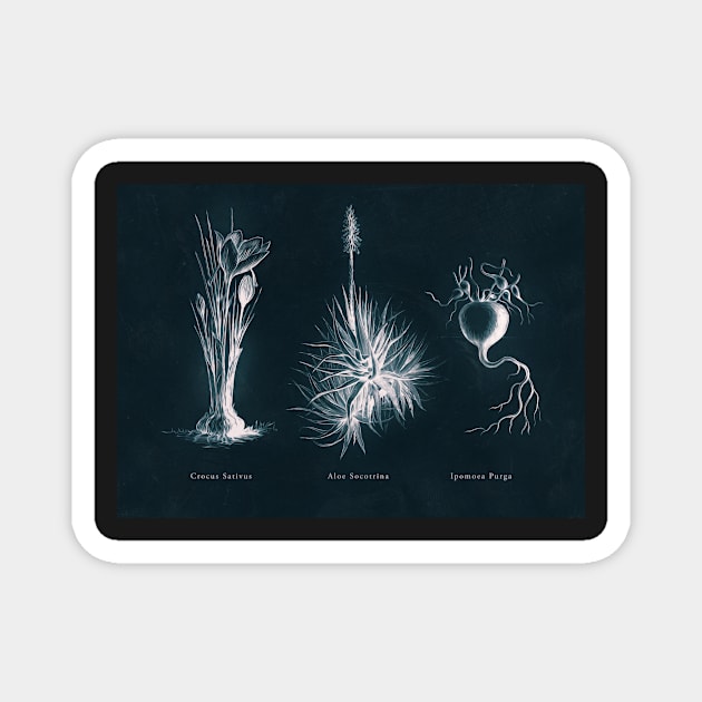 Cyanotype - Triptych 03 Magnet by PixelHunter