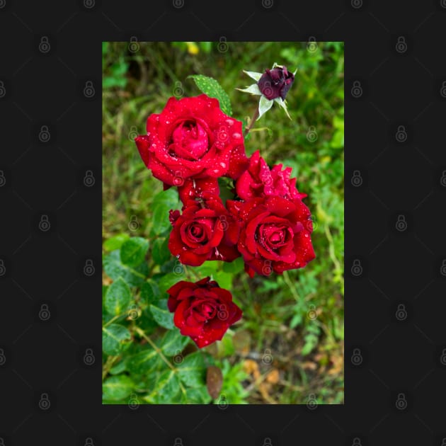 Beautiful natural roses with water drops photographed after rain by NxtArt