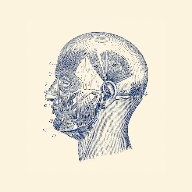 Human Skull Muscular Diagram by Vintage Anatomy Prints