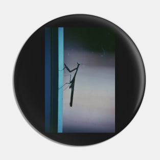 Mantis on a Window Pin