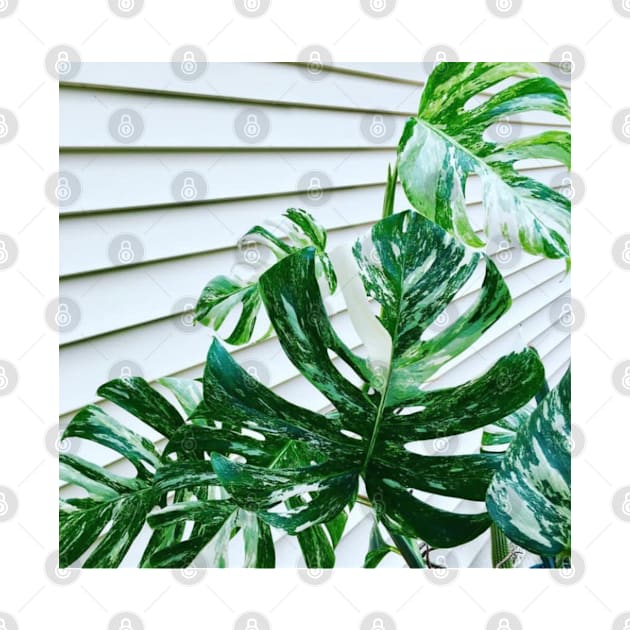 Variegated Monstera by turddemon