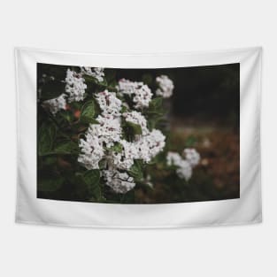 White Viburnum Flowers in Springtime Tapestry