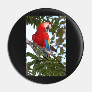 Scarlet Macaw Pin