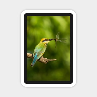 Rainbow Bee-Eater, Northern Territory Magnet