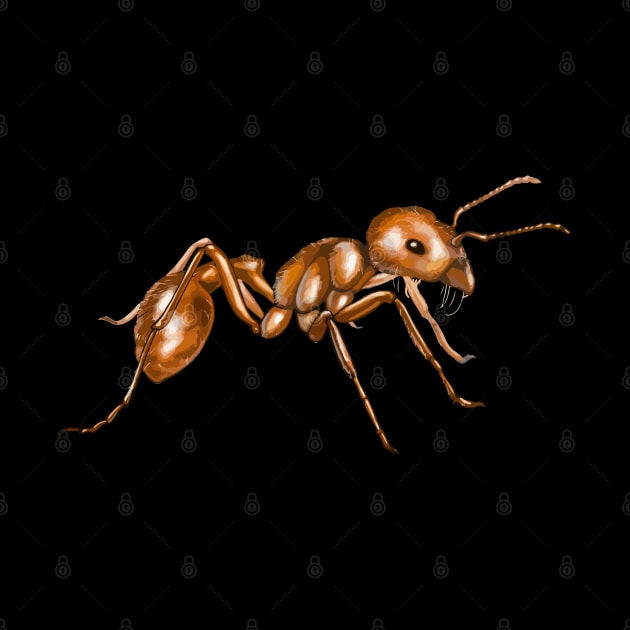 Ant by tonycastell