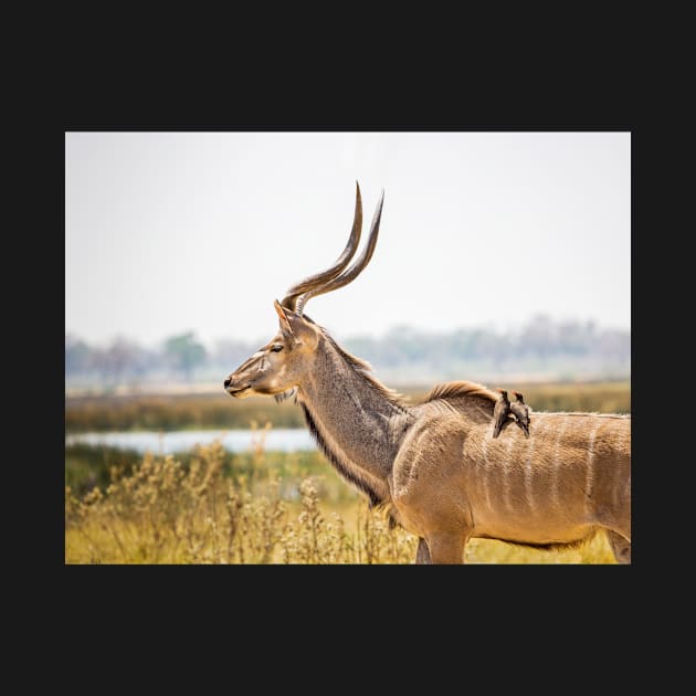 Greater kudu (Tragelaphus strepsiceros) with oxpeckers by GrahamPrentice