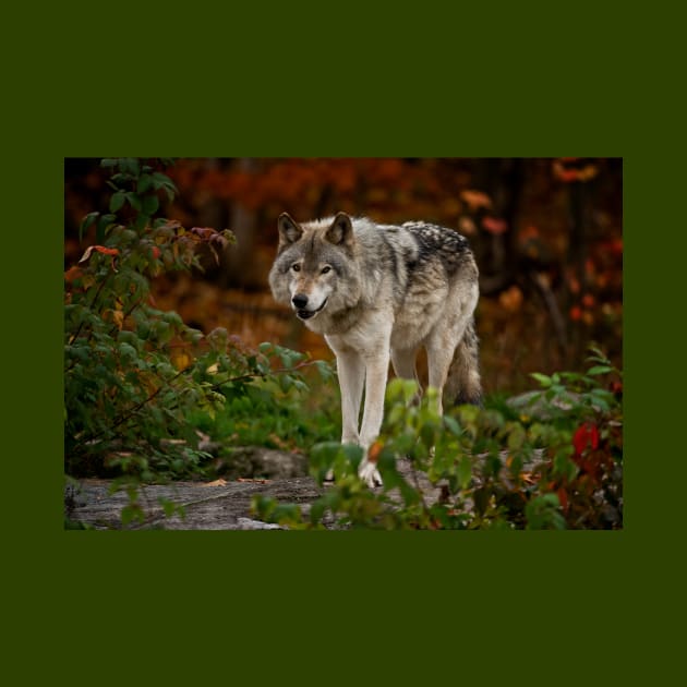 Gray Wolf by jaydee1400