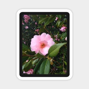 Light pink flower Magnet