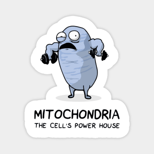 Mitochondria The powerhouse of the cell. Magnet