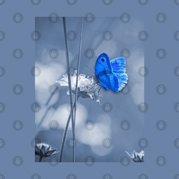 Blue butterfly by Sinmara