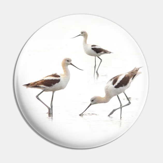 Stunning American Avocets Wading Birds at the Beach Pin by walkswithnature