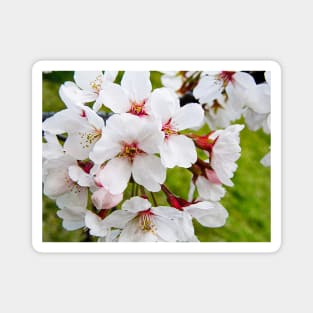 Photography - More cherry blossom Magnet