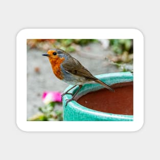 Robin Red Breast Bird Photography Poster Magnet