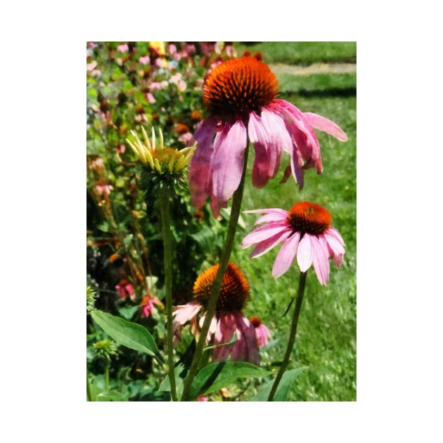 Coneflower in Garden by SusanSavad