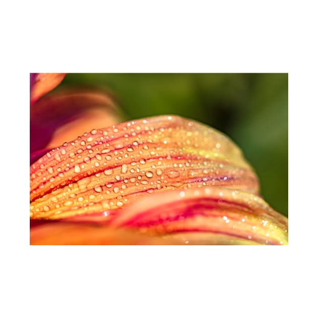 Dew drops on dahlia petals by blossomcophoto