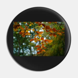 Colourful Autumn Leaves On Tree Branch Pin