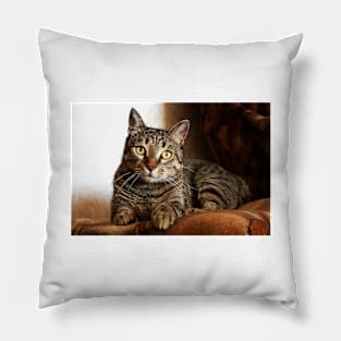 Tabby Cat Pillow