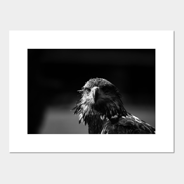 Eagle Head Black And White Eagle Head Black And White Black