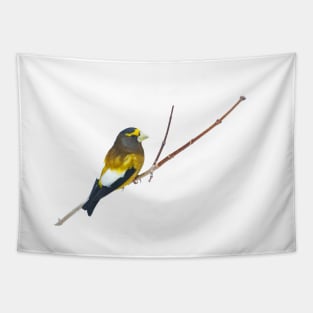 Evening Grosbeak - Algonquin Park Tapestry