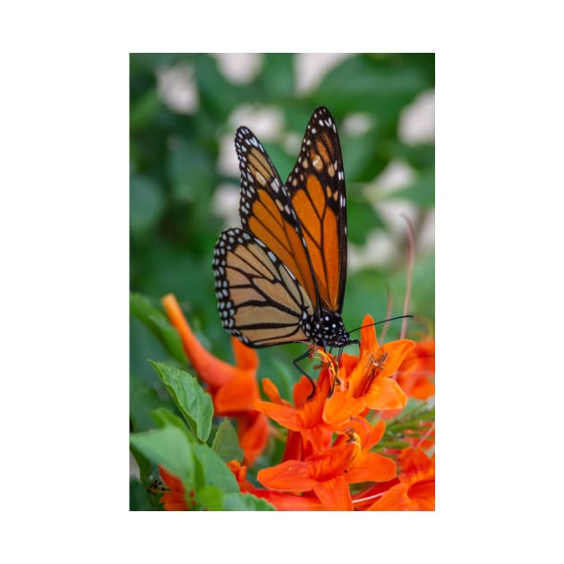 Monarch Butterfly on Cape Honeysuckle by Debra Martz