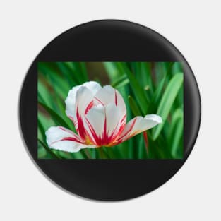 Rembrandt Tulip Pin